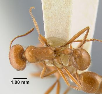 Media type: image;   Entomology 20574 Aspect: habitus dorsal view